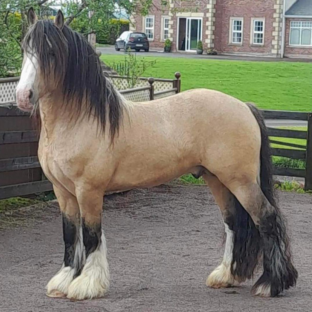 Packey - Media (Unknown)