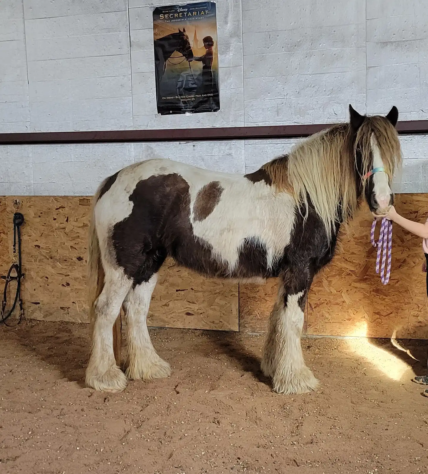 Renegades Skylark Song - Media (Unknown)