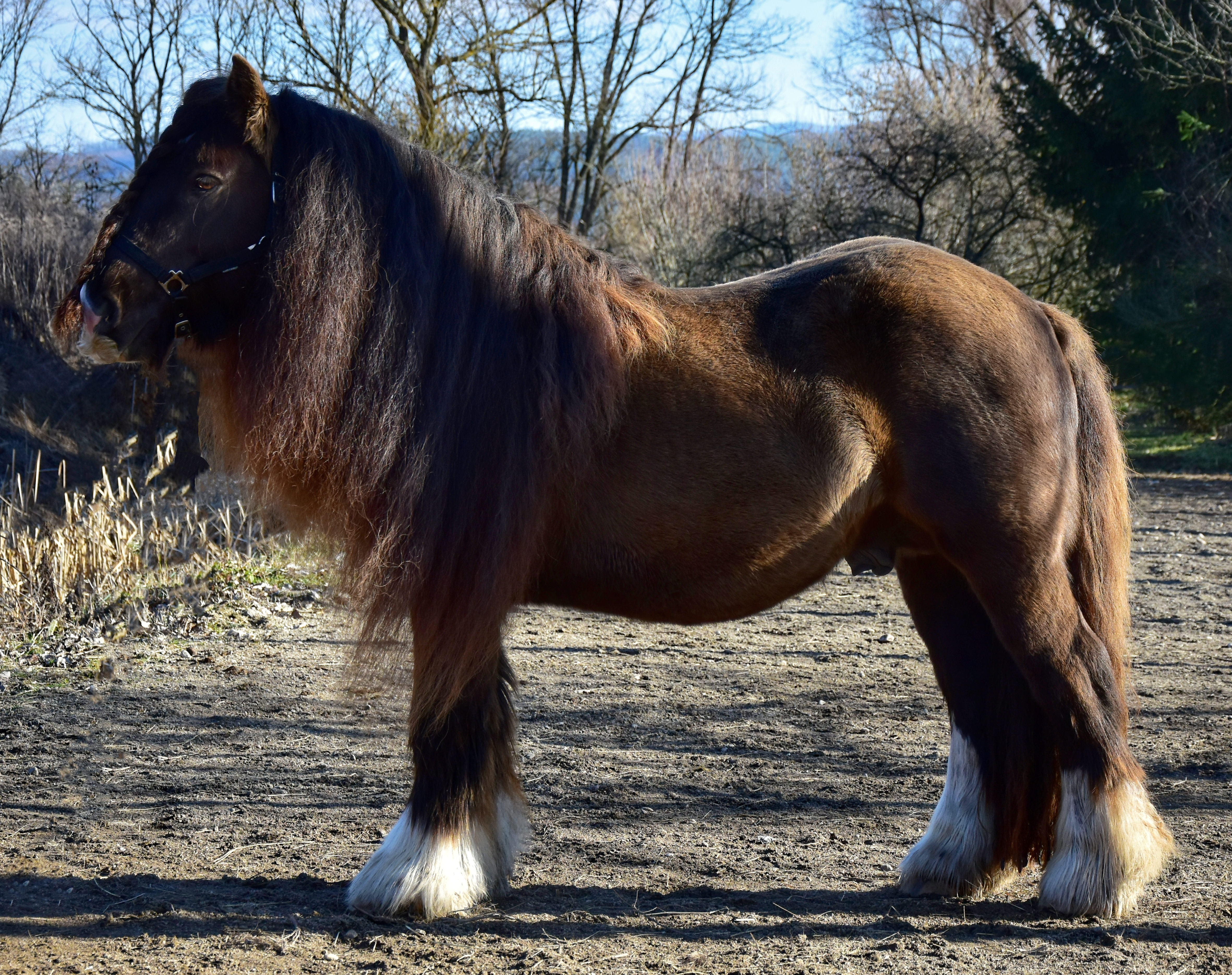 Silver Magic - Media (Unknown)