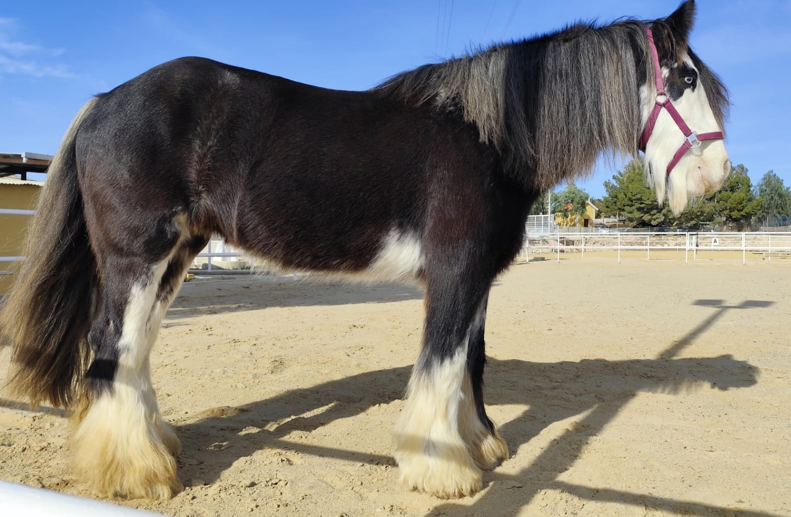 Benirrama Crazy Lugina - Media (Unknown)