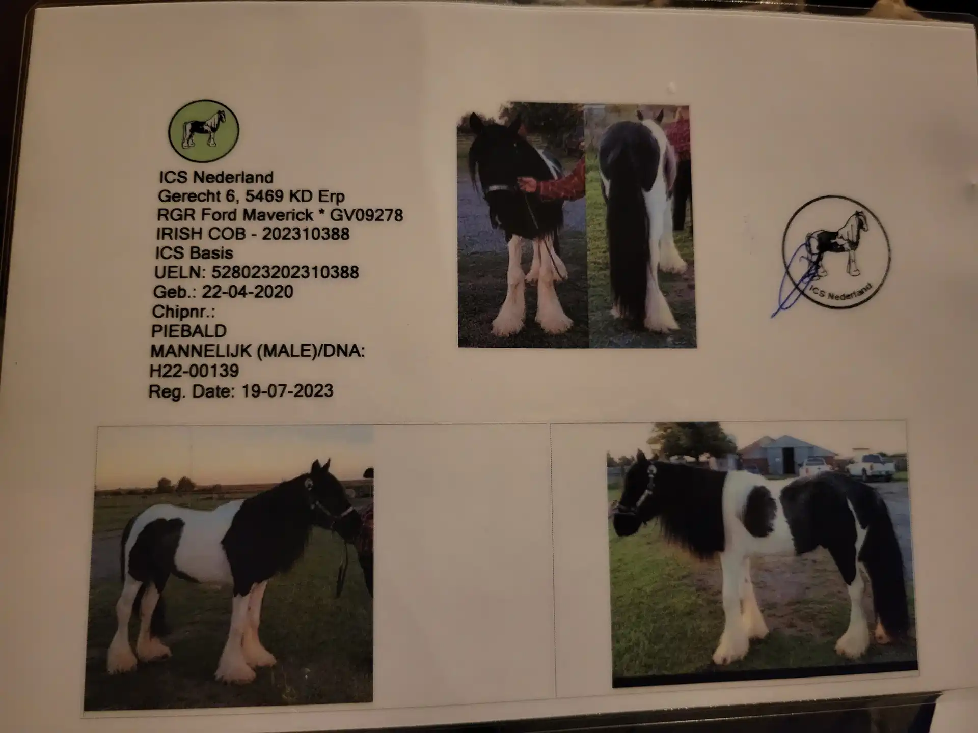 Registration Pedigree - Media (1653)