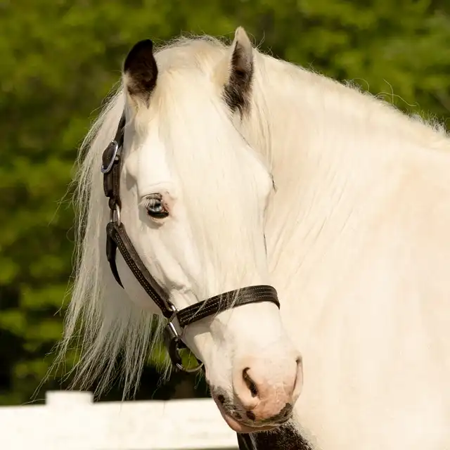 Feathered Meadows Legacy - Media (Unknown)