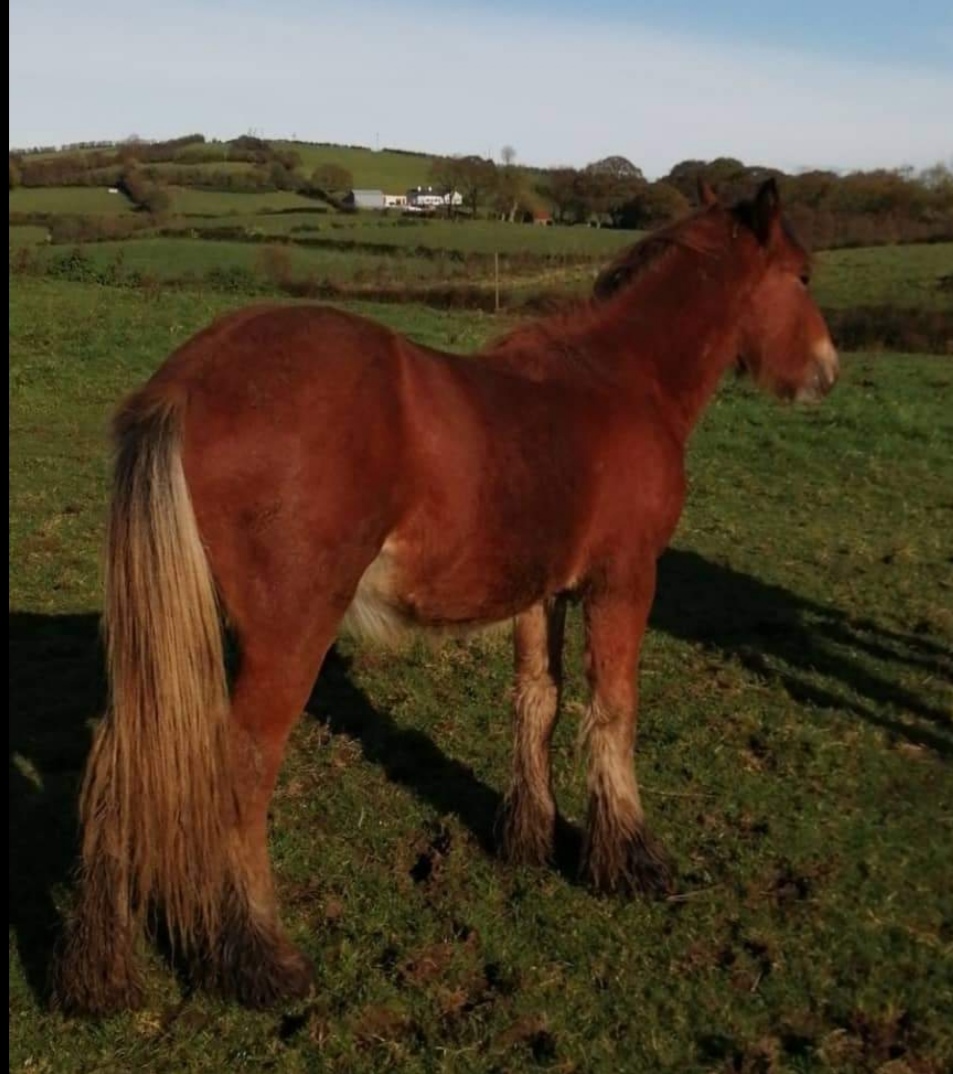 Harvey Moon - Media (Unknown)