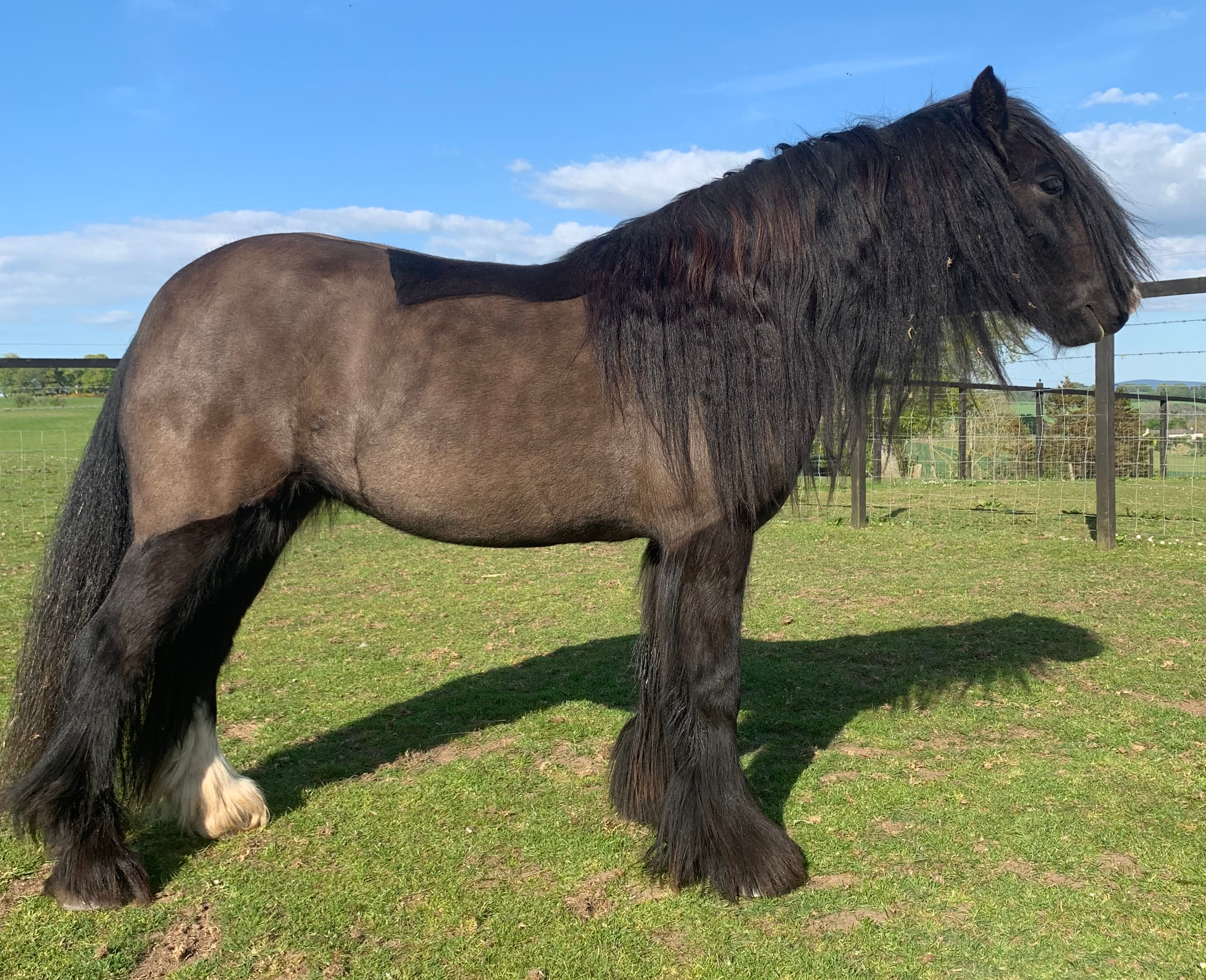 Clover - Media (Unknown)