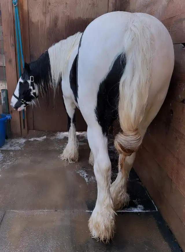 SD Dollys Big Delight - Media (Unknown)