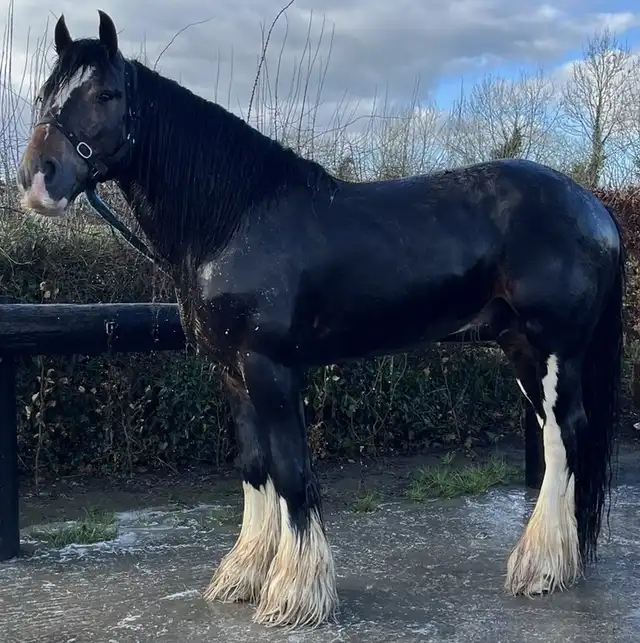 Gortderryboy Jacob, left side