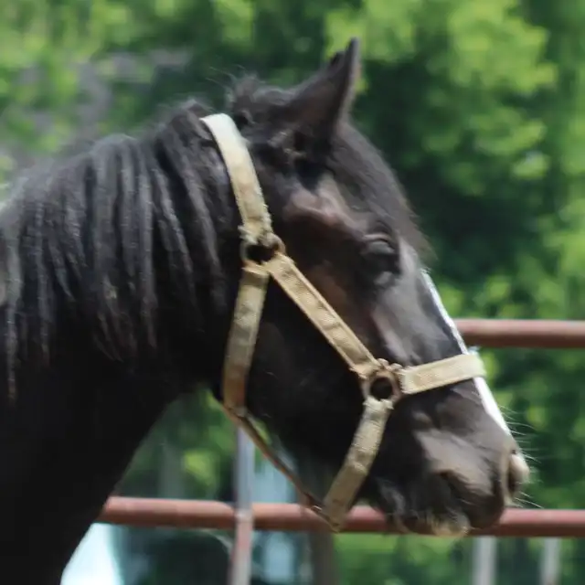 FVF Merida - Media (Unknown)