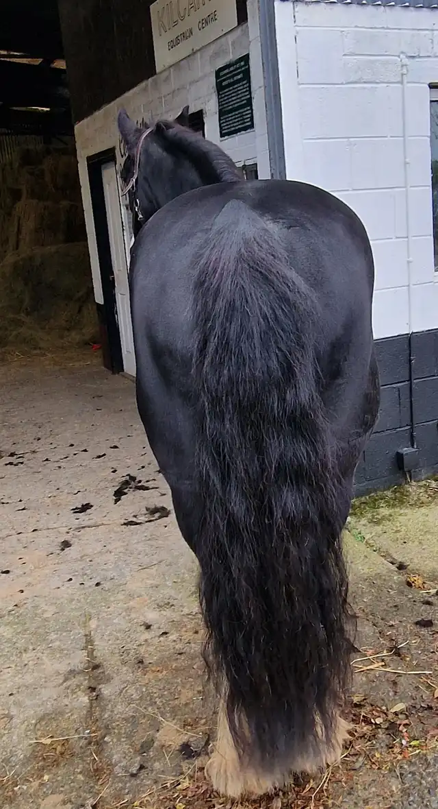 Dunsink Prince - Media (Unknown)