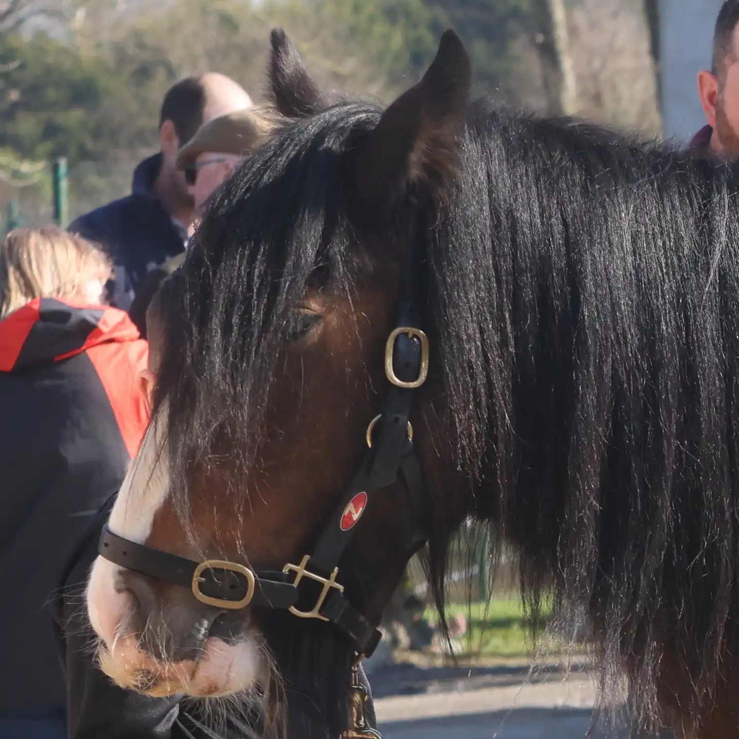Ballinakill Buddy