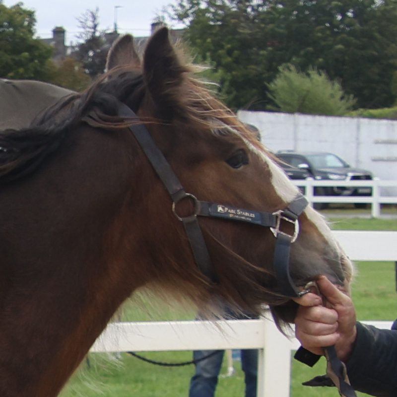 The Laois Man - Media (Unknown)