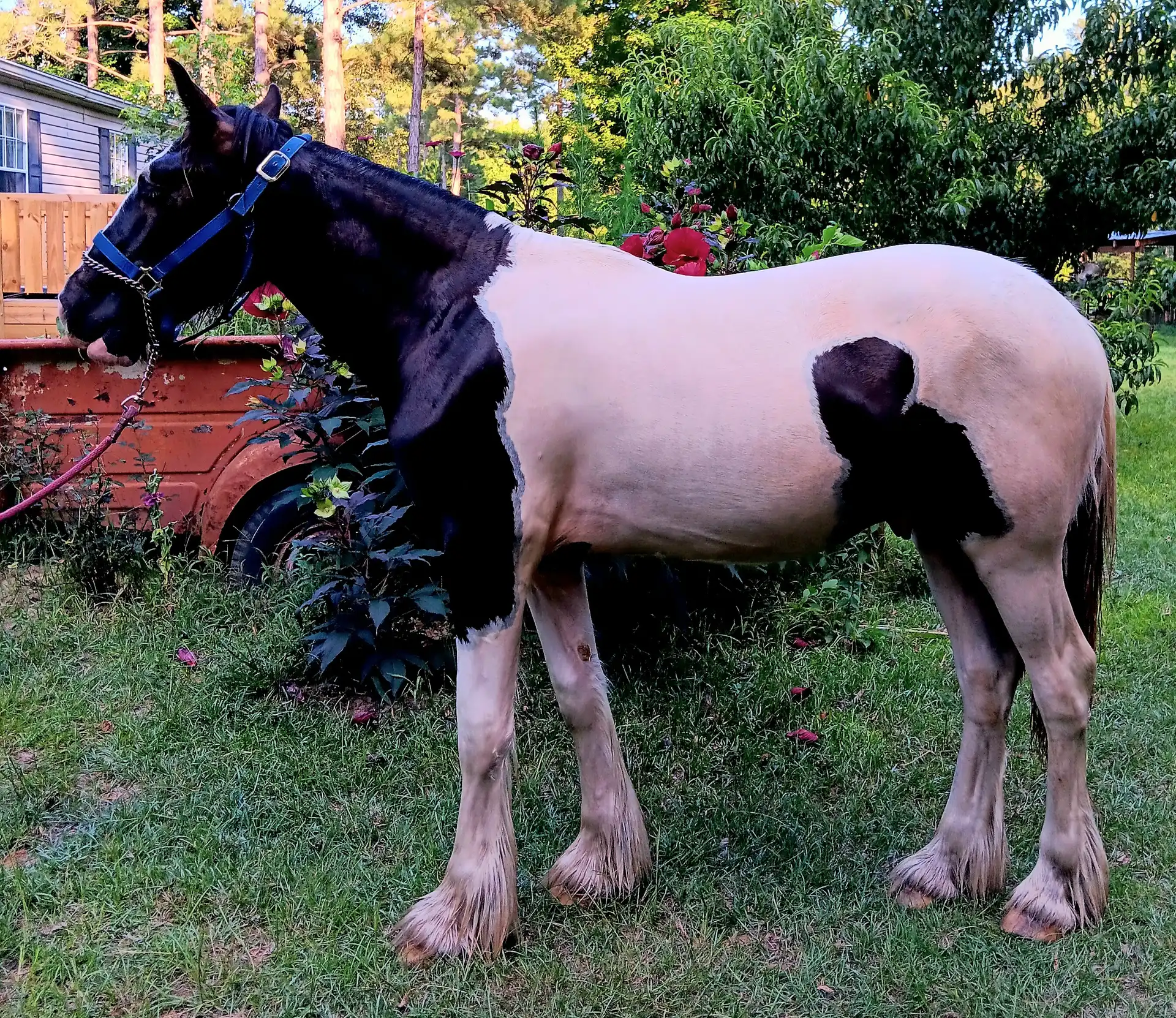 LRL Bouclier of Lionheart - Media (Unknown)