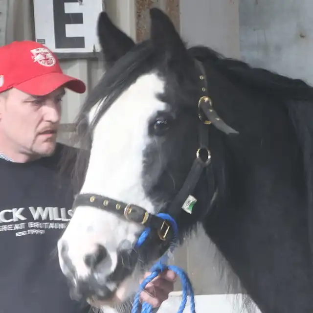 Jay McCarthys's Stella