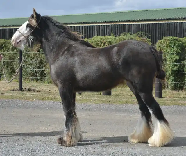 SD  Sd Ruthie - Media (Unknown)