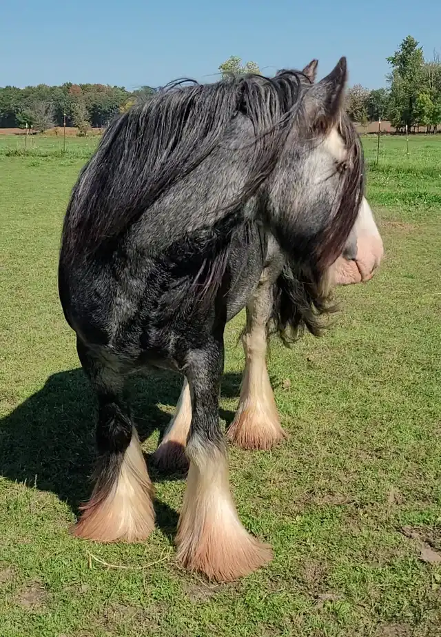 FTF The Kerry Prince - Media (Unknown)