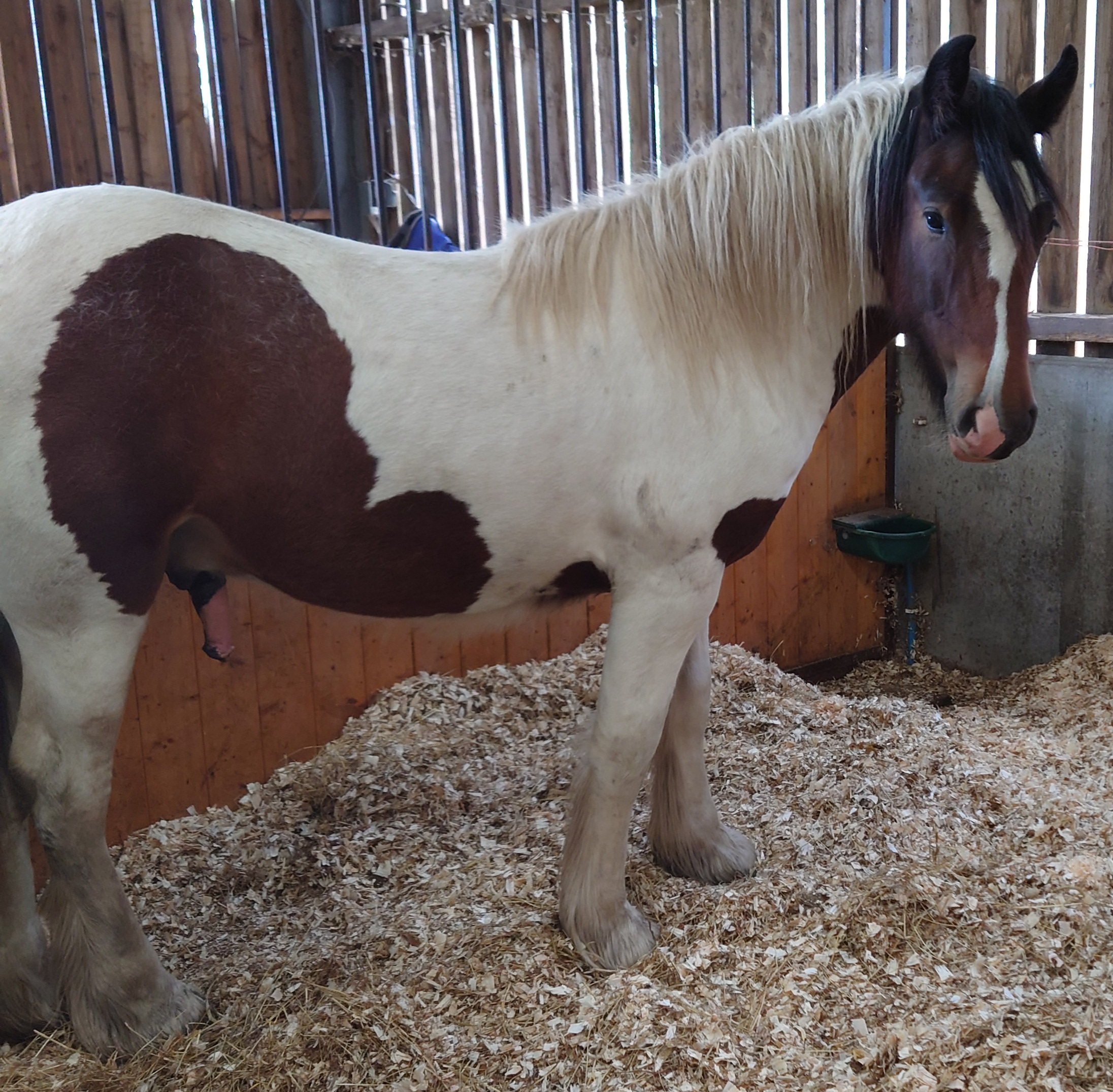 Shannonvalley Bramble - Media (Unknown)