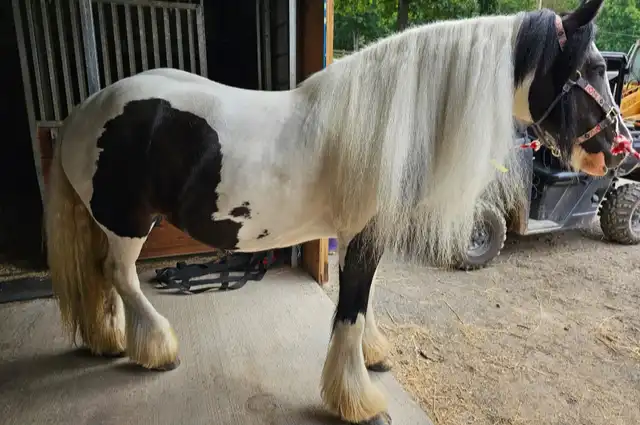 FG Aijalon - Media (Unknown)