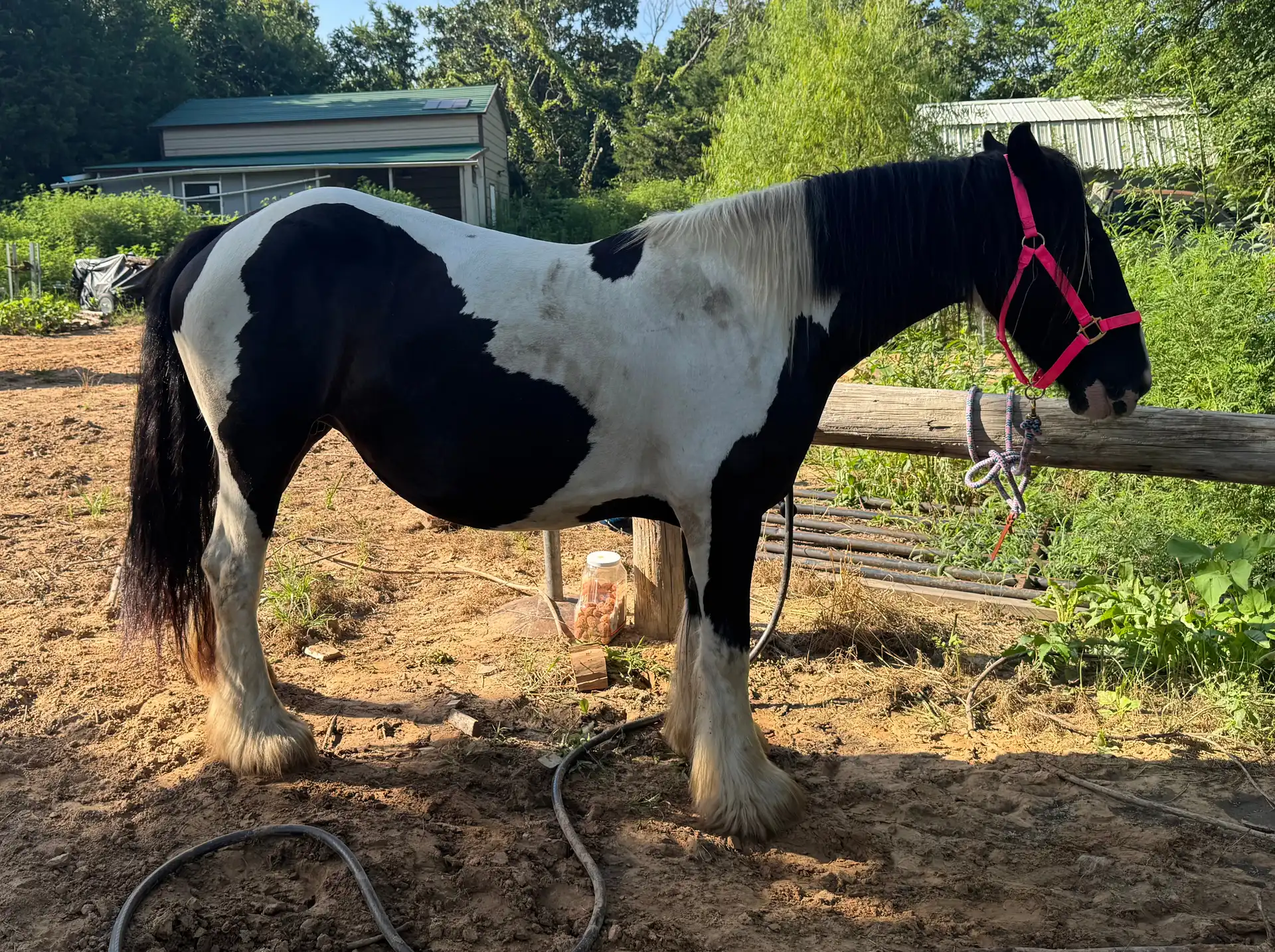 BR Tilly Tequila - Media (Unknown)