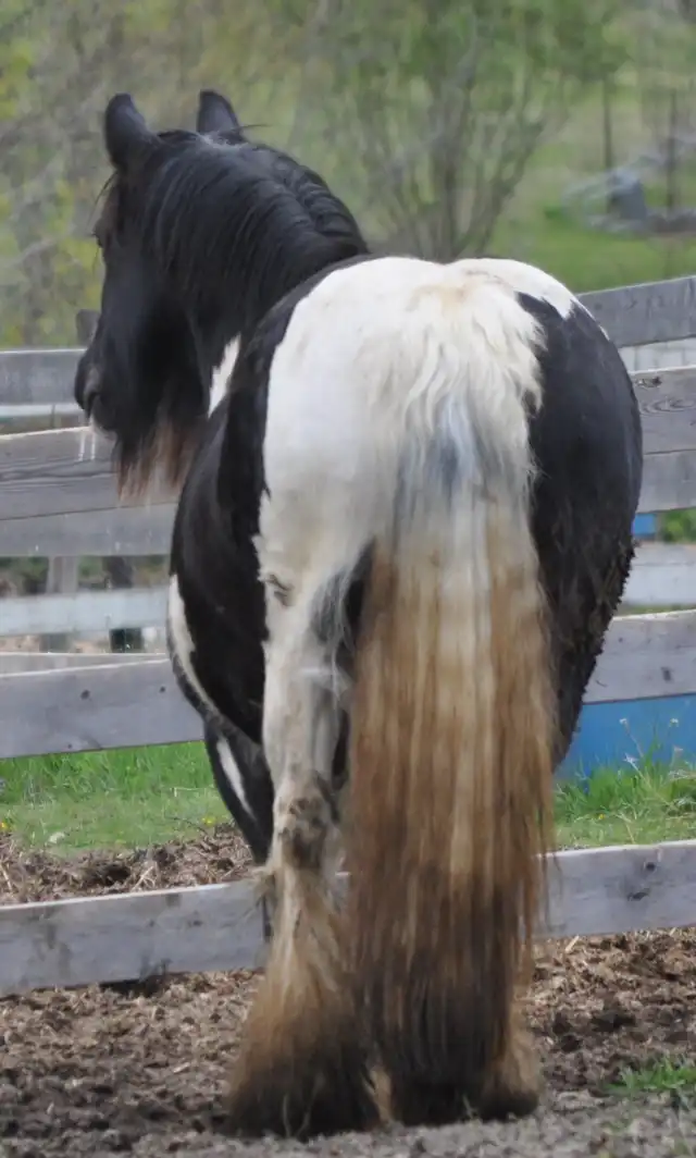 Princeabella - Media (Unknown)