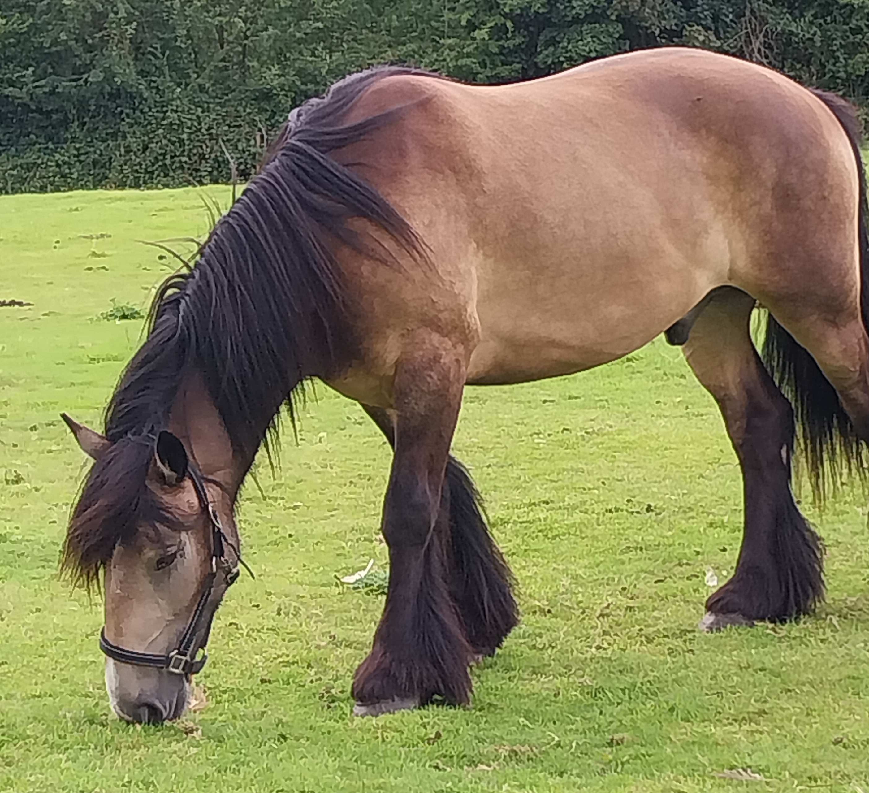 Paddy - Media (Unknown)