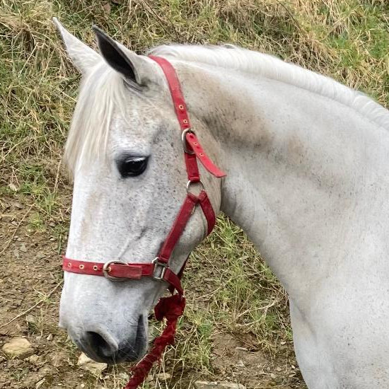 Iron Lass - Media (Unknown)