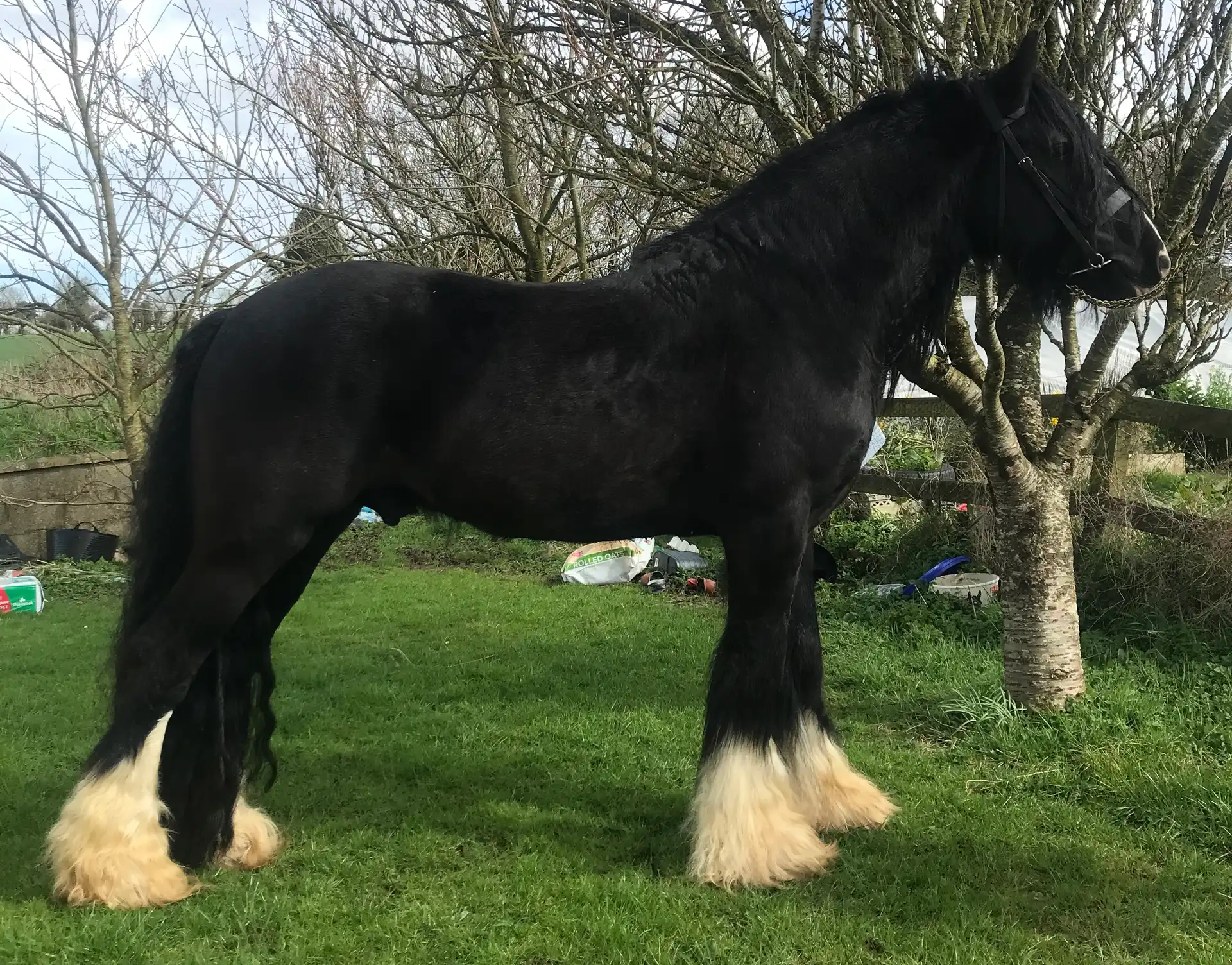 Colour Farm Black Mischief, right side