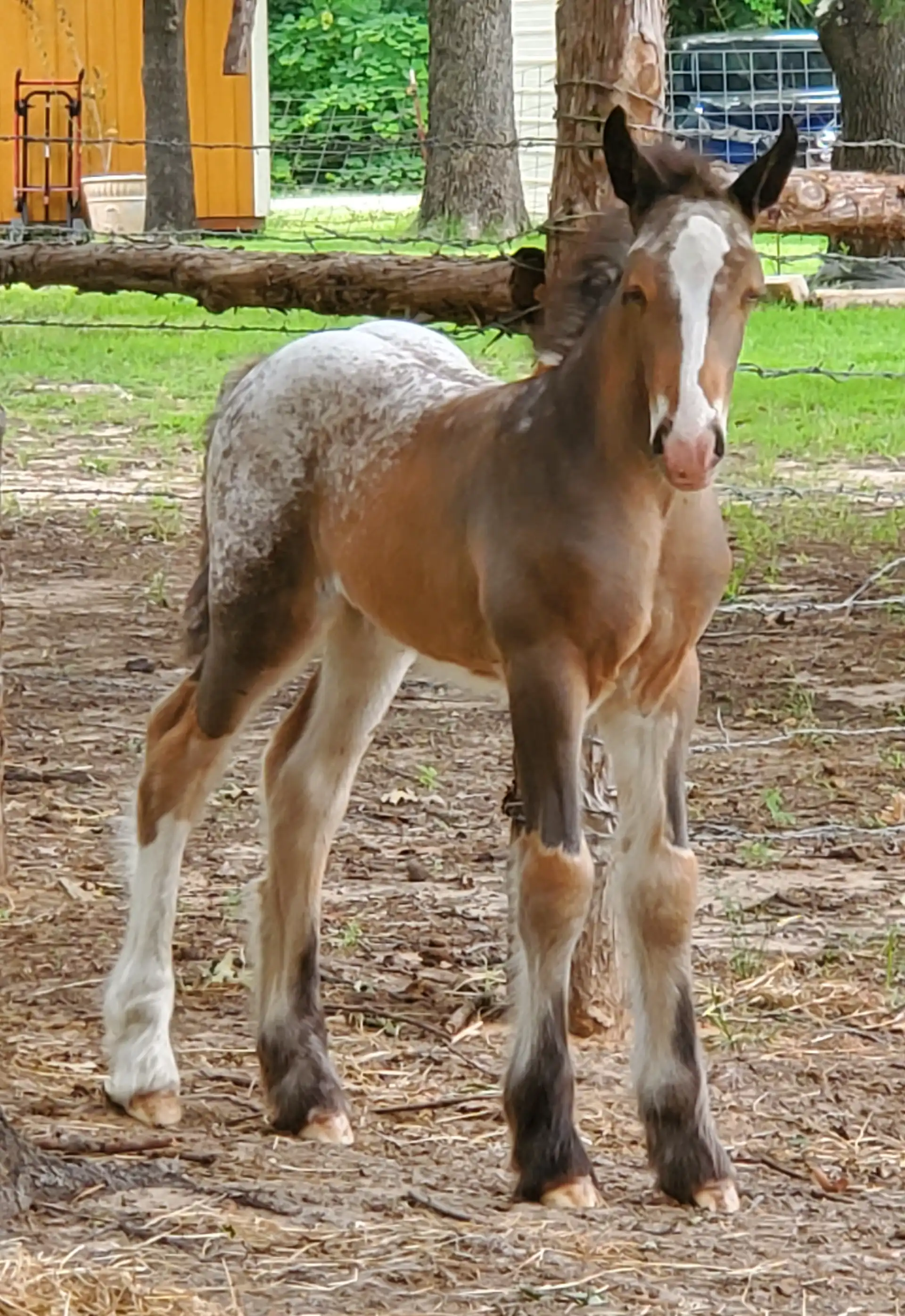 RsF Welcome to the Smoke Show - Media (Unknown)