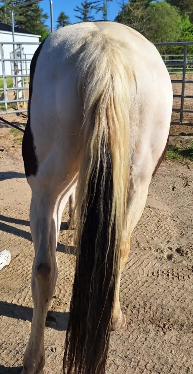 Country Sunset - Media (Unknown)