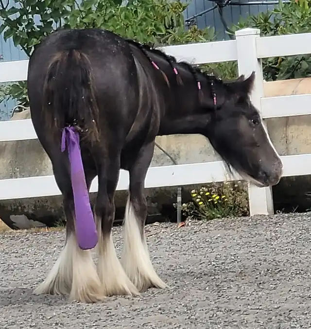 SSR Ladys Mirror Image - Media (Unknown)