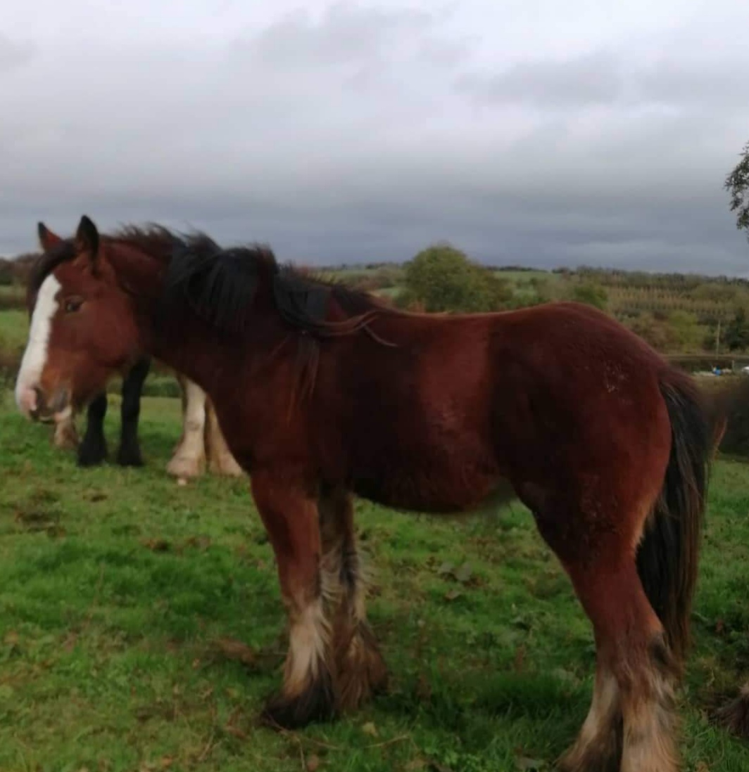 Moon Shine - Media (Unknown)