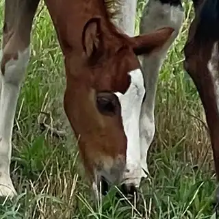 PMF  Dream Come True - Media (Unknown)