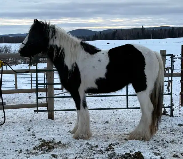 Gypsy Horse Ranch  Eclipse - Media (Unknown)