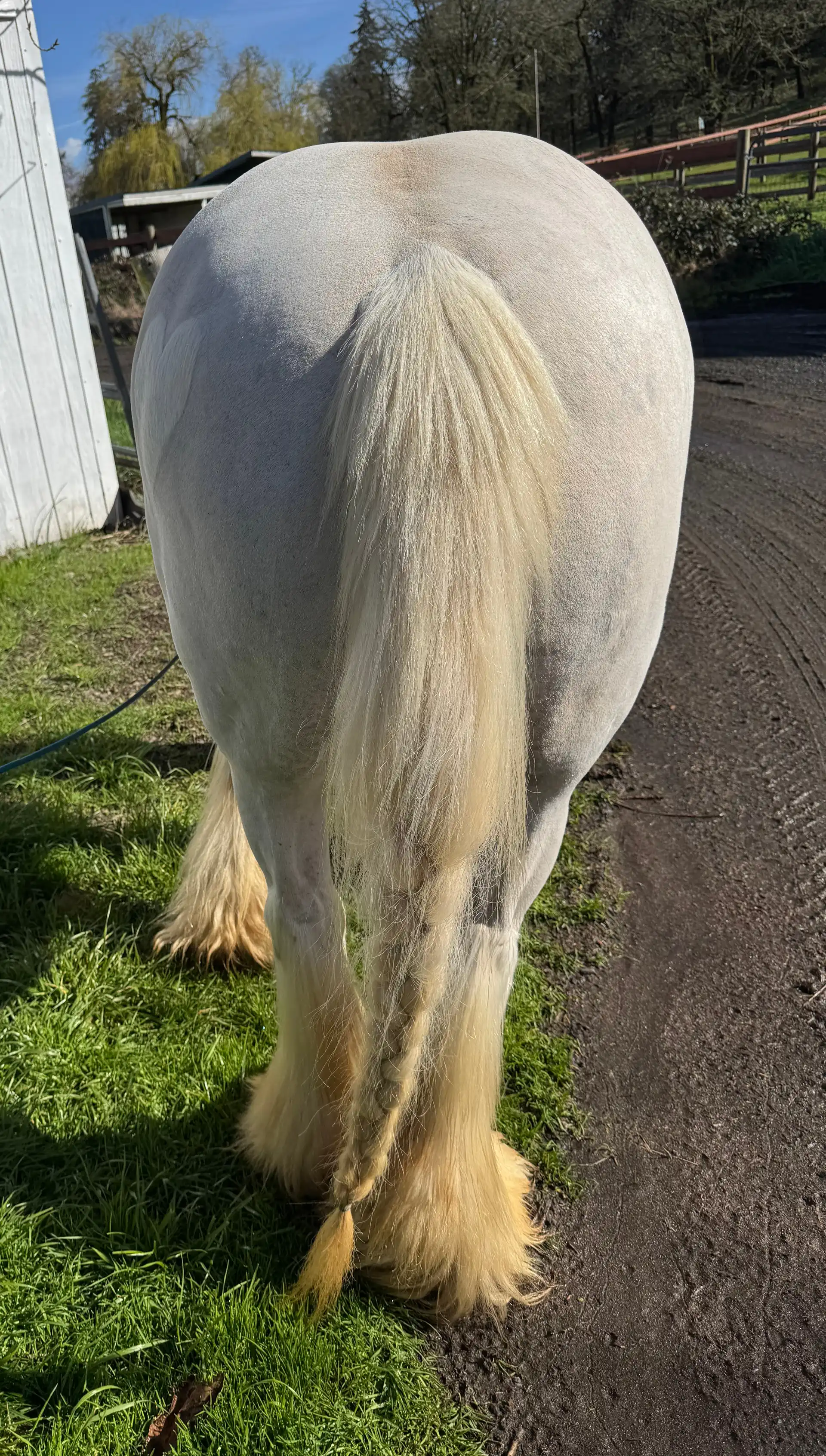 SD Connie’s Babe - Media (Unknown)