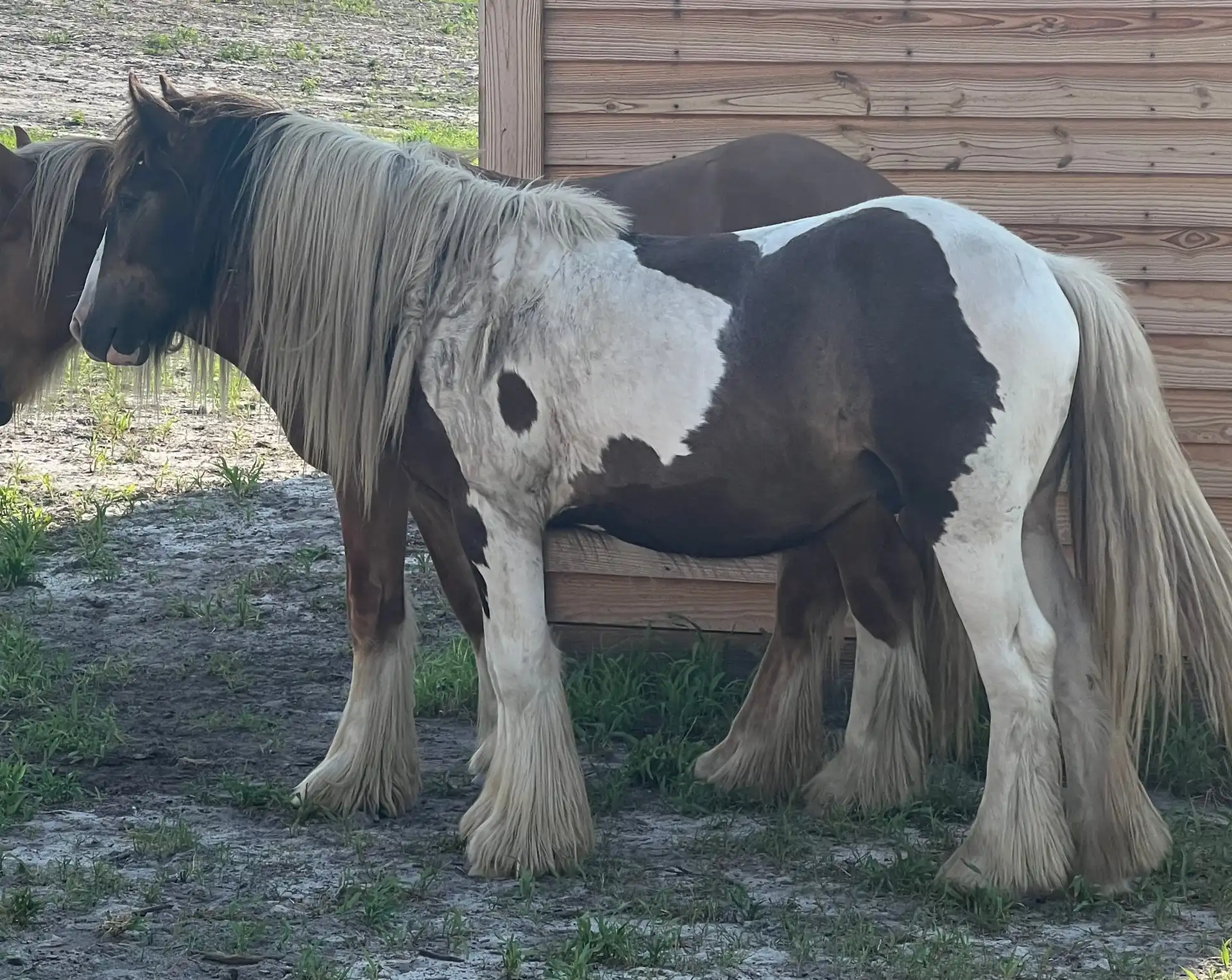 FLF McDreamy’s Endurance - Media (Unknown)