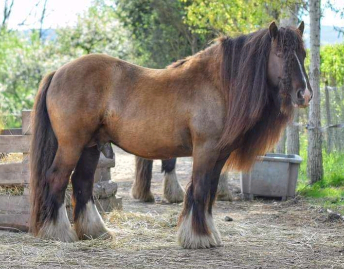 Silver Magic - Media (Unknown)