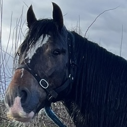 Gortderryboy Jacob - Media (Unknown)