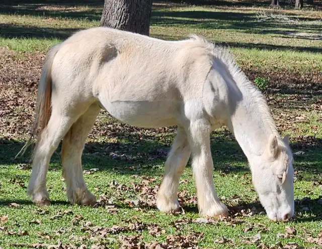 GRH Apache's Secret Gold Nugget - Media (Unknown)