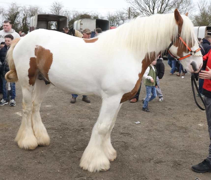 Frank the Tank - Media (Unknown)