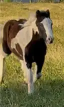 King of Chicago - Media (Unknown)