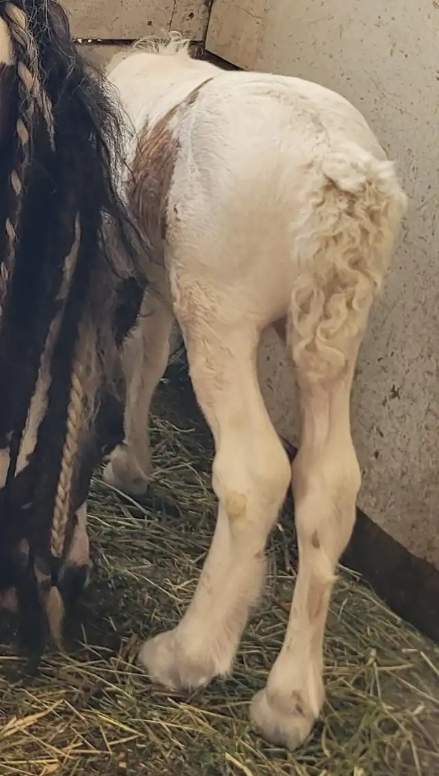 Divine Meadows  Little Leroy - Media (Unknown)