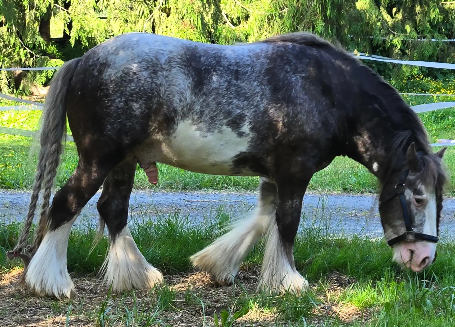 King Oberon - Media (Unknown)