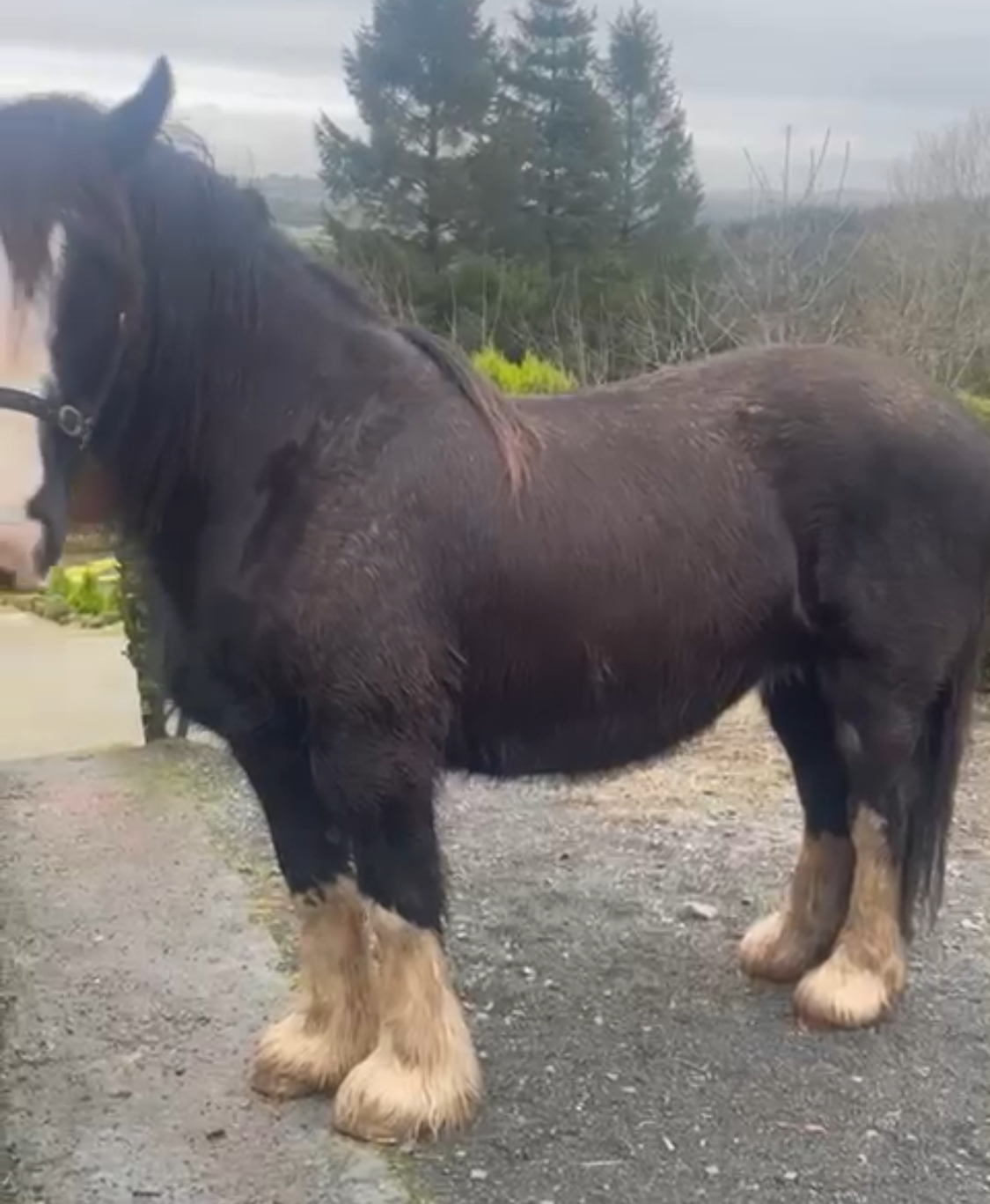 Mad Maggie - Media (Unknown)