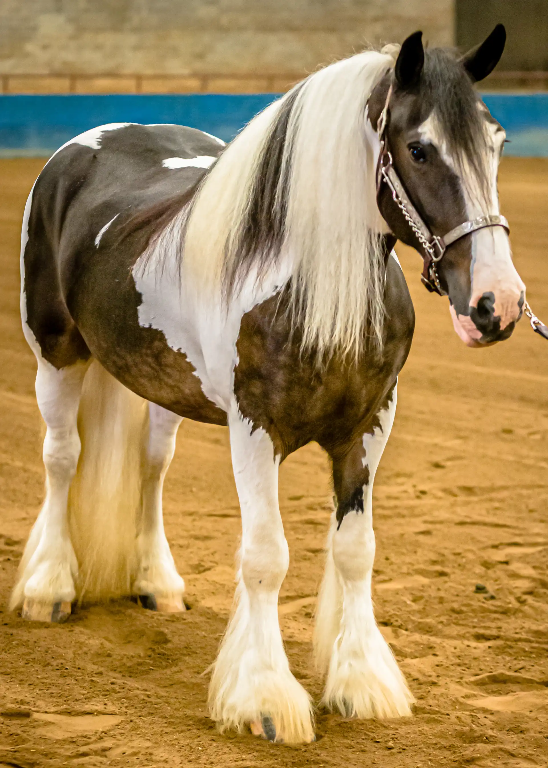 Backyard Swagger - Media (Unknown)