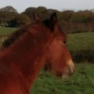 Harvey Moon - Media (Unknown)