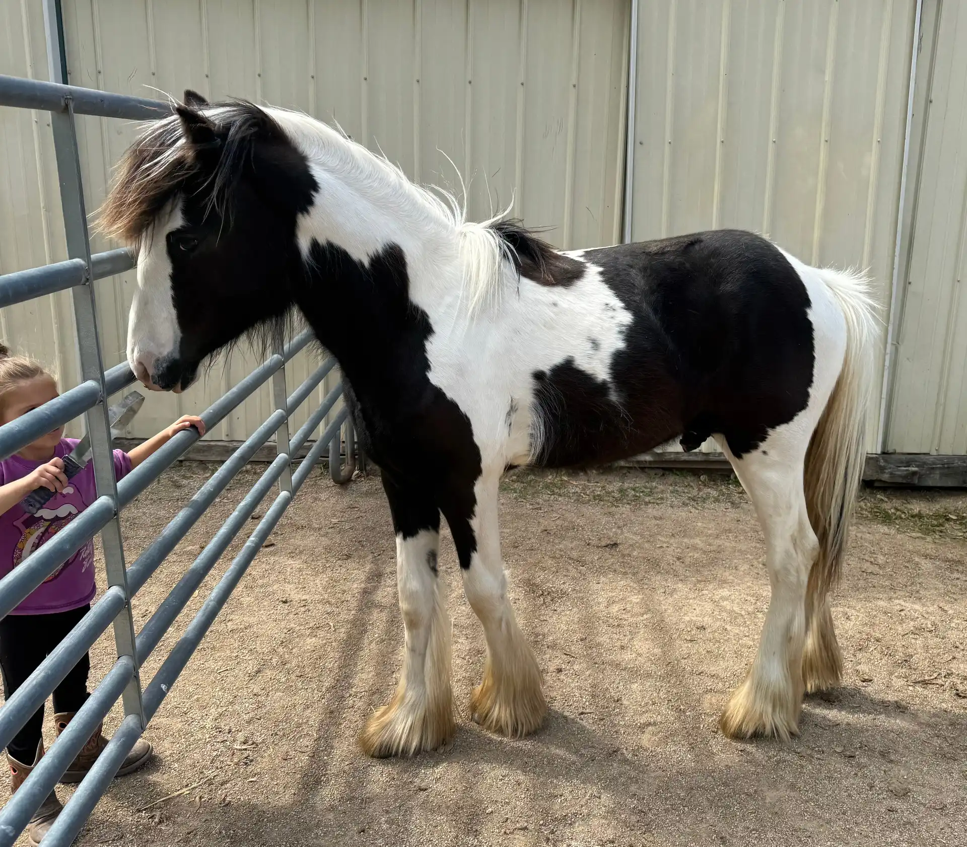 King of Chicago - Media (Unknown)