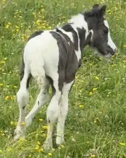 Gawbridge Casually Cool - Media (Unknown)