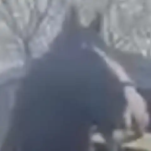 Mad Maggie - Media (Unknown)