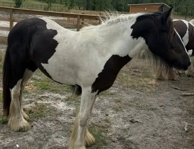 SMG  Whimseys Glorious Summer - Media (Unknown)