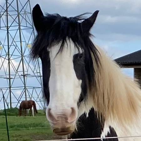 Barney - Media (Unknown)