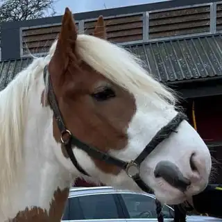 Frank the Tank - Media (Unknown)