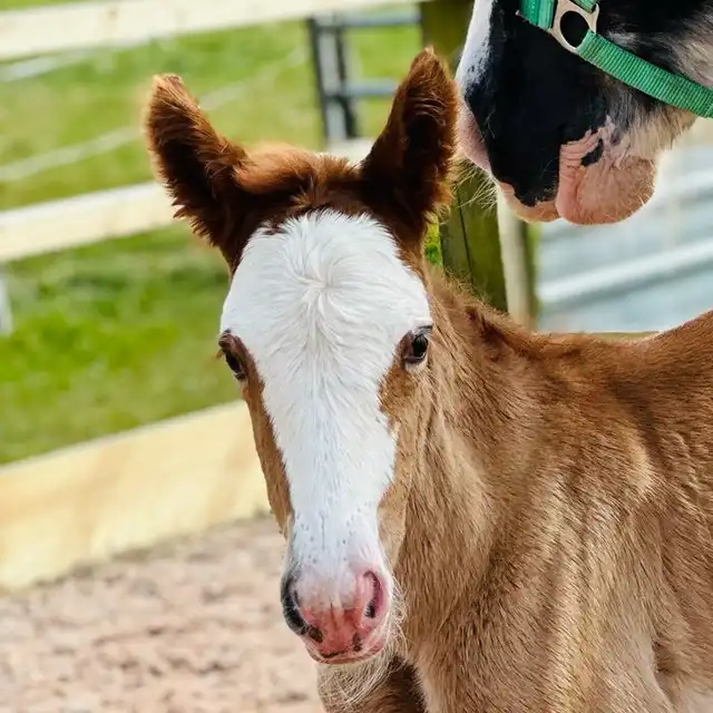 DEVINECOBS Devine's Simply Red - Media (Unknown)